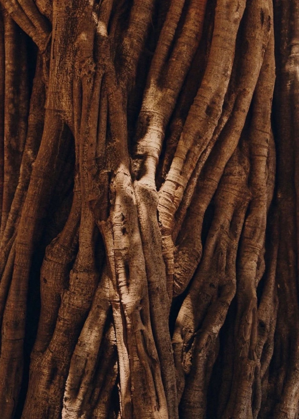 Madera de arrayán