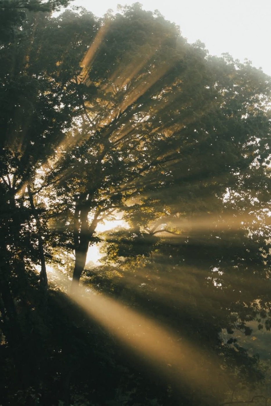 Luz entre los árboles del sur
